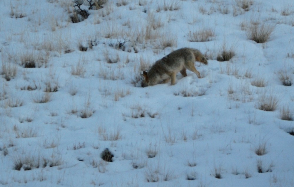 coyote_2