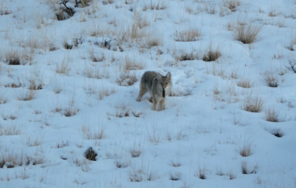 coyote_3