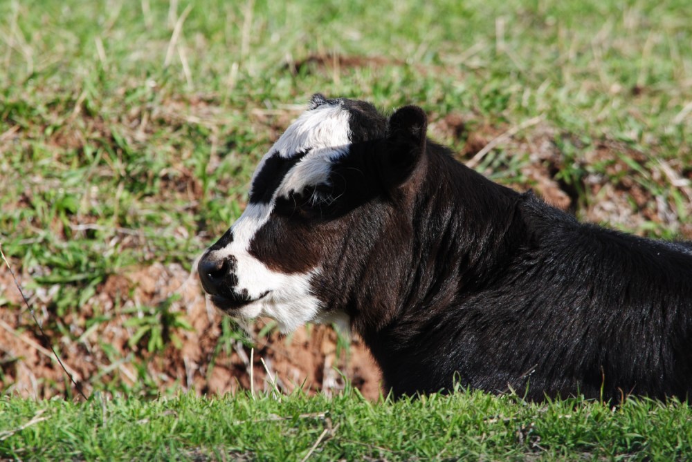 springtime_babes__04