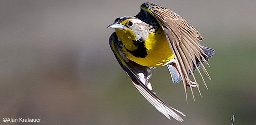 WesternMeadowlark