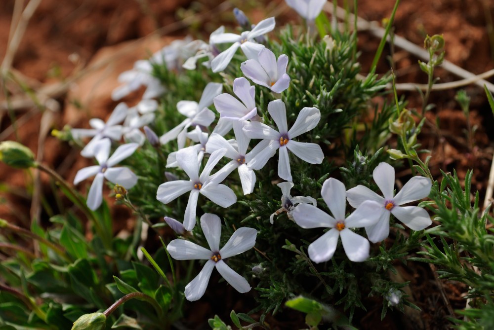 phlox_01