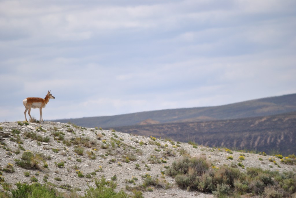 open spaces of wyoming